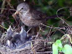 Amsel-6-Tag-12.jpg